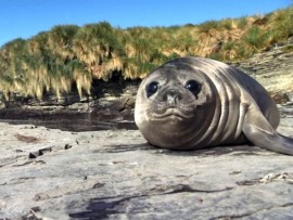 Смертельные острова