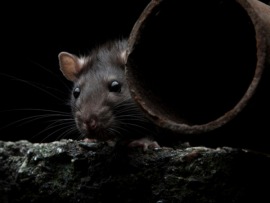 Воюющие с вредителями