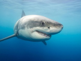 Легенды о гигантской белой акуле