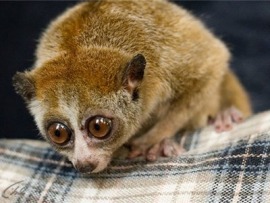 Экзотические питомцы