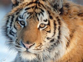 Россия от края до края