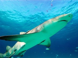 Акулы под покровом ночи