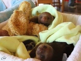 Знакомство с ленивцами