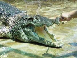 Укротители крокодилов
